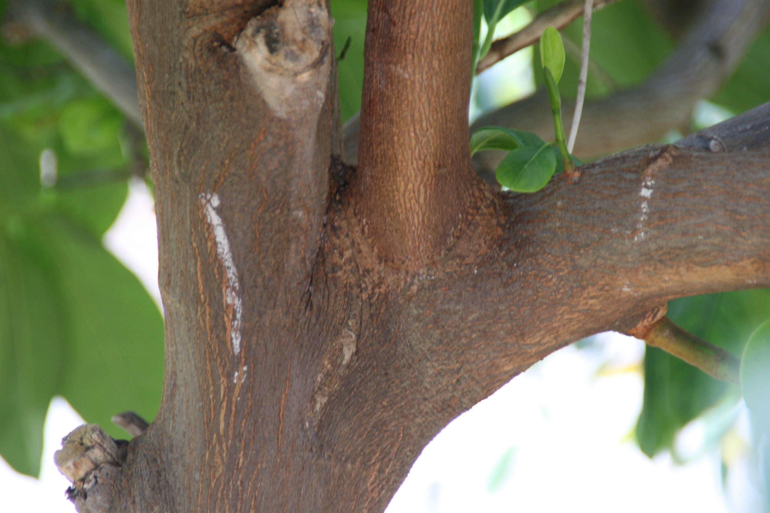 Image of jackfruit