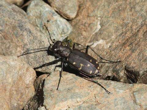 Image of Twelve-spotted Tiger Beetle