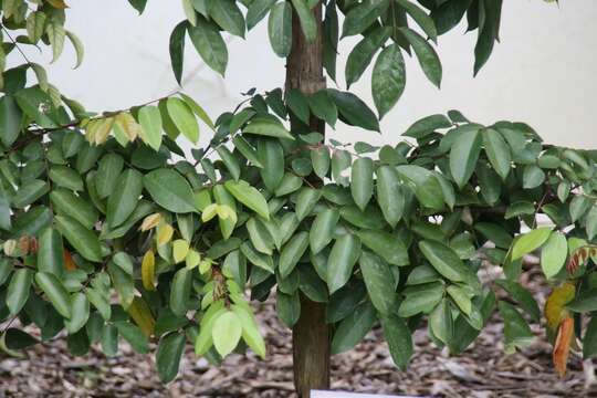 Plancia ëd Averrhoa carambola L.