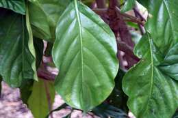 Image of Indian mulberry