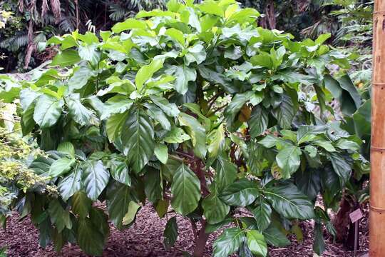 Image of Indian mulberry