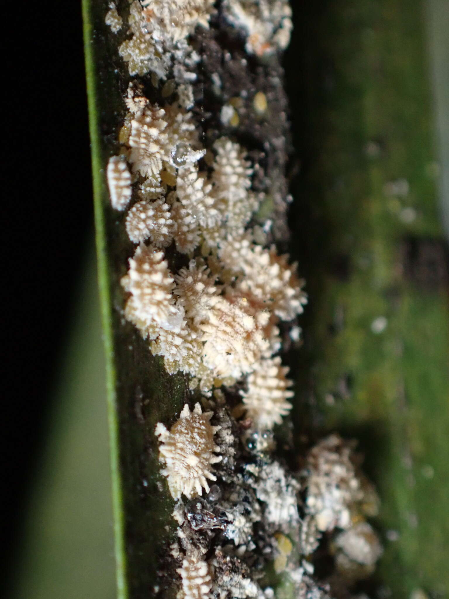 Image of Buff coconut mealybug