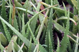 Image of Aloe vera