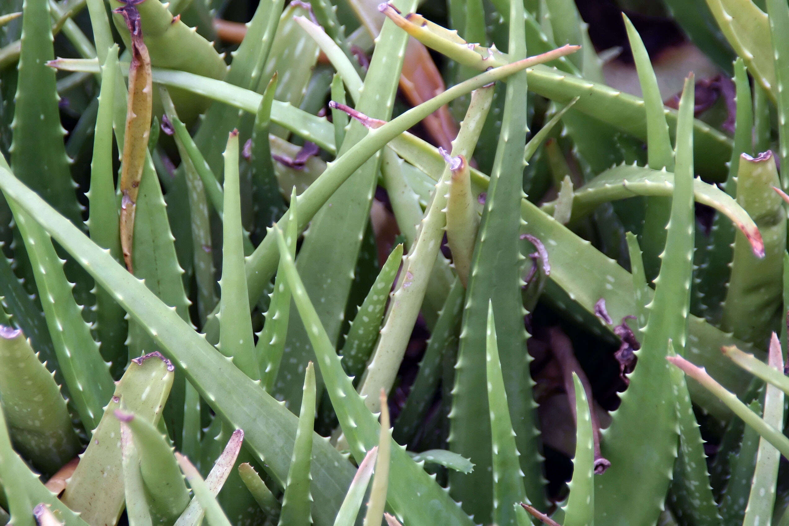 Image of Aloe vera