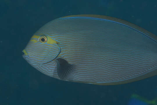 Image of Bleeker's Surgeonfish