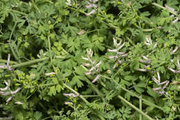 Image of Fumaria judaica subsp. judaica