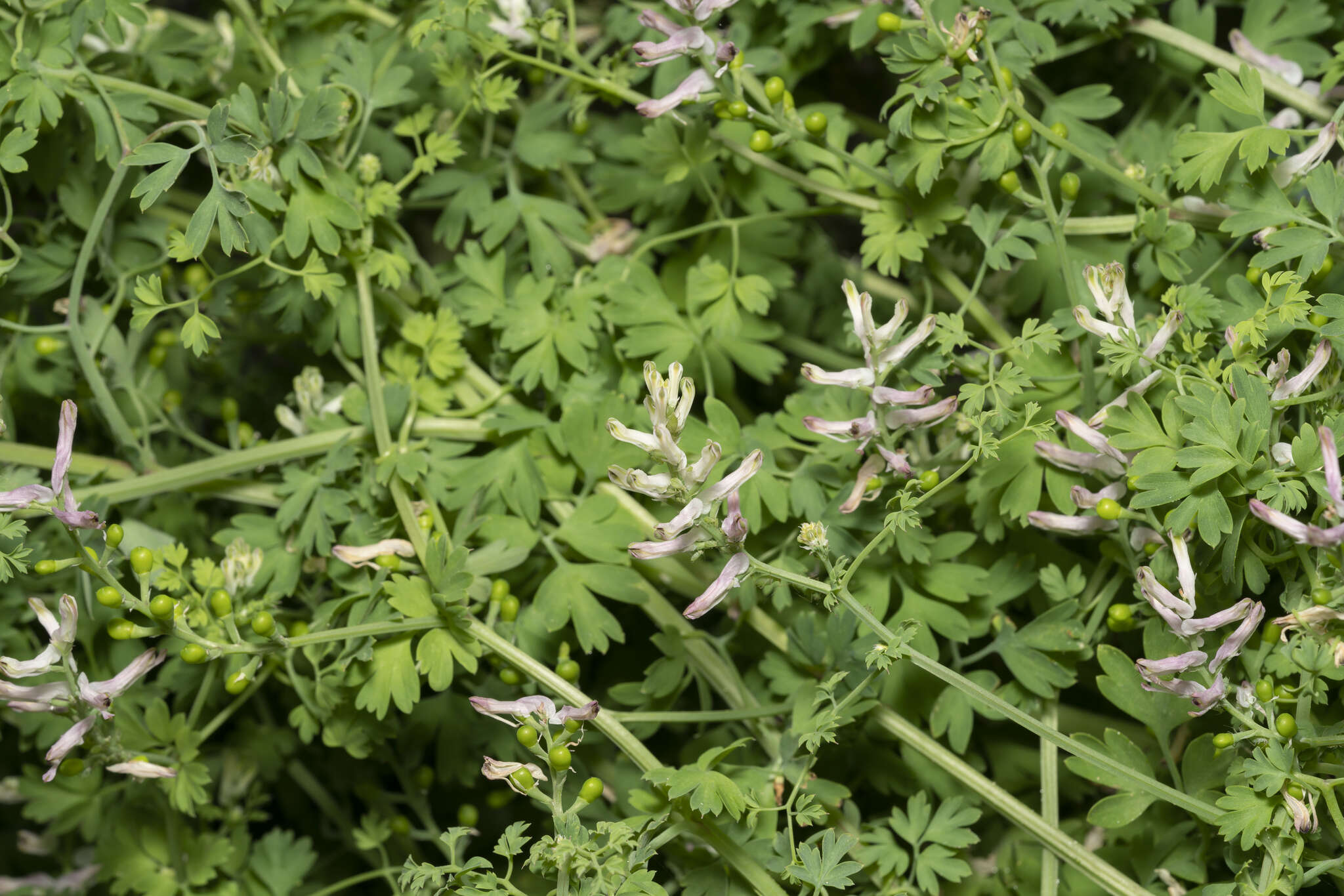 Image of Judean Fumitory