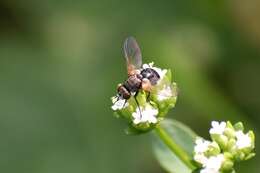 Image of <i>Besseria atra</i>