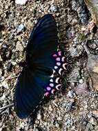 Image of Parides photinus (Doubleday 1844)