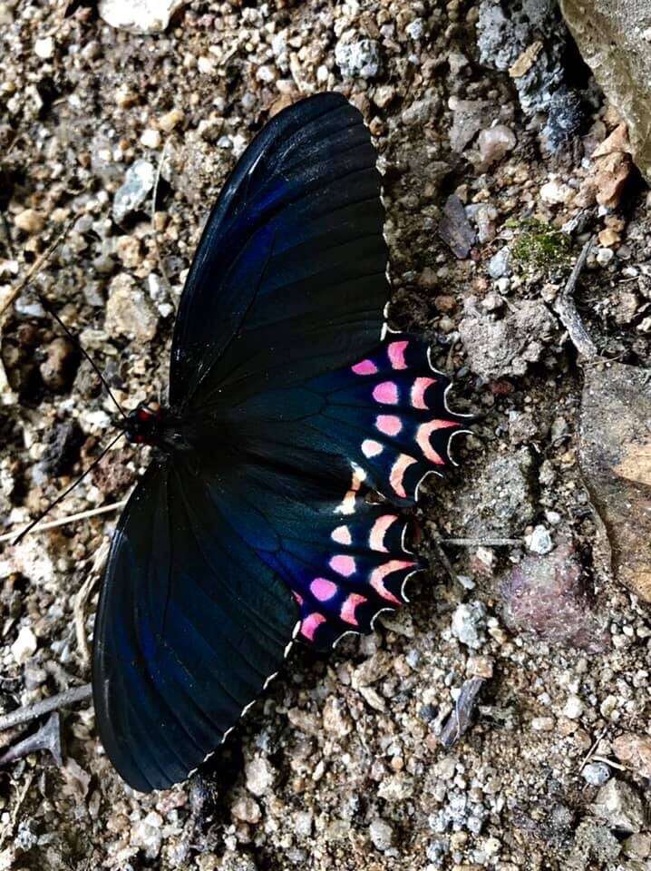 Image of Parides photinus (Doubleday 1844)