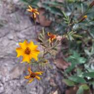 Tagetes tenuifolia Cav. resmi