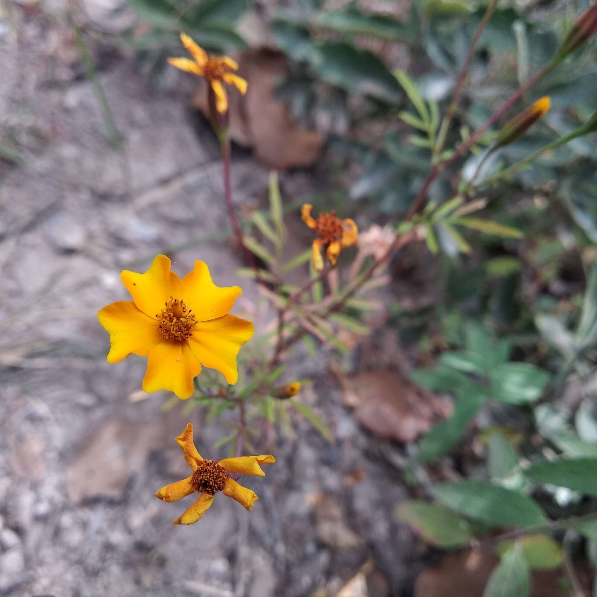 Tagetes tenuifolia Cav. resmi