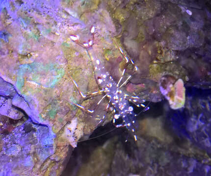 Image of clear cleaner shrimp