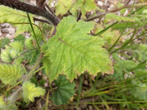 Image of stinging phacelia