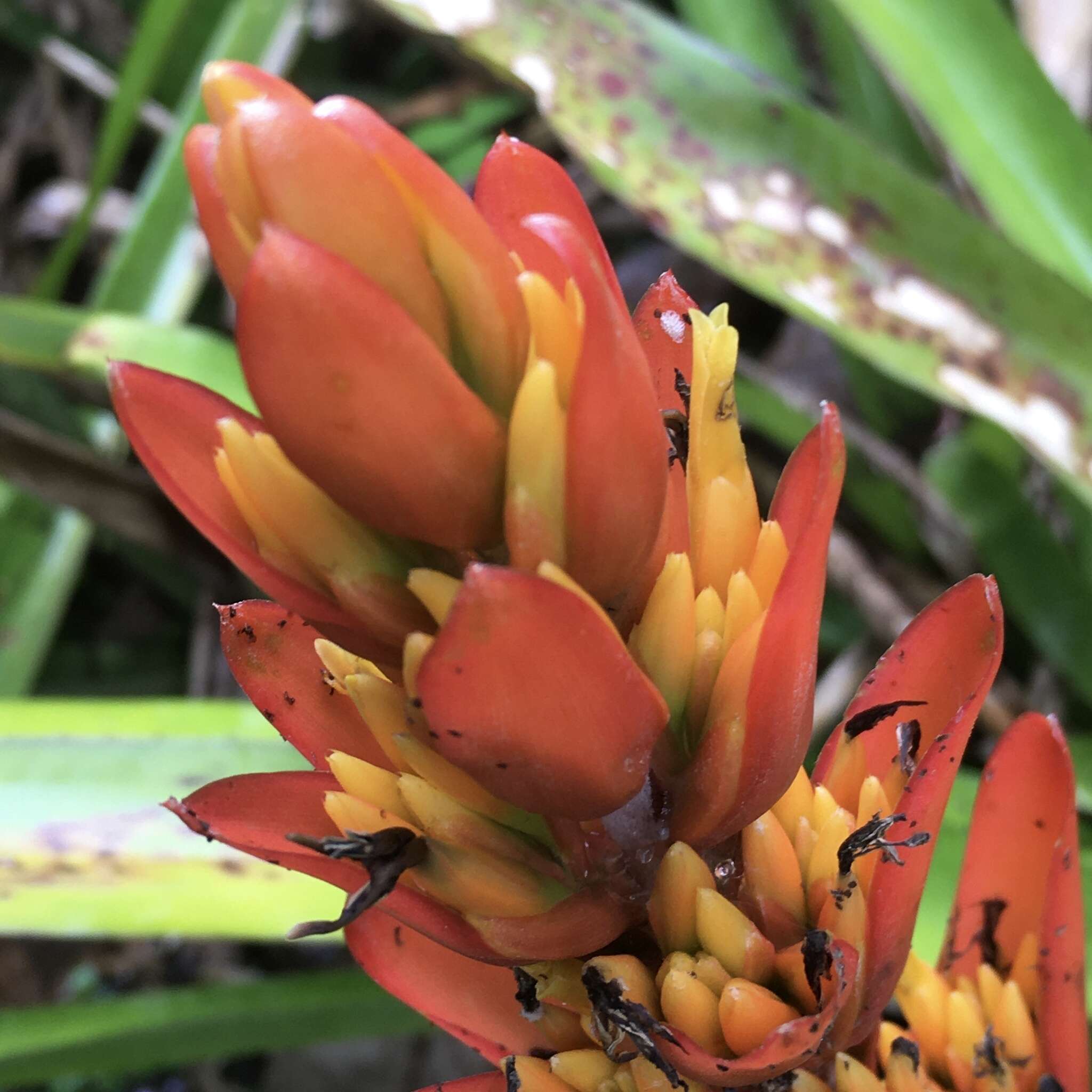 Image of Aechmea catendensis J. A. Siqueira & Leme