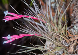 Image of narrowleaf airplant