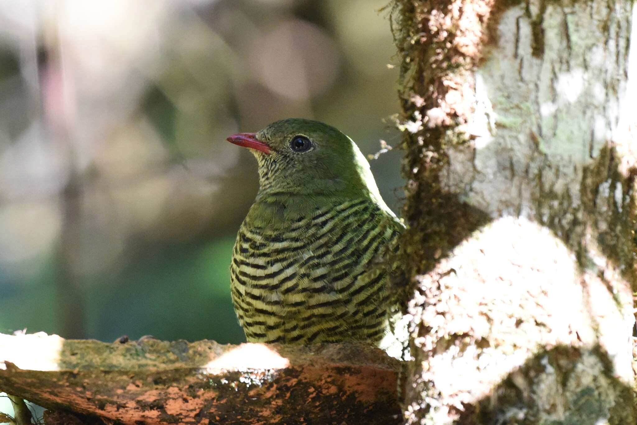 Image de Cotinga barré