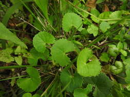 Image of Centella