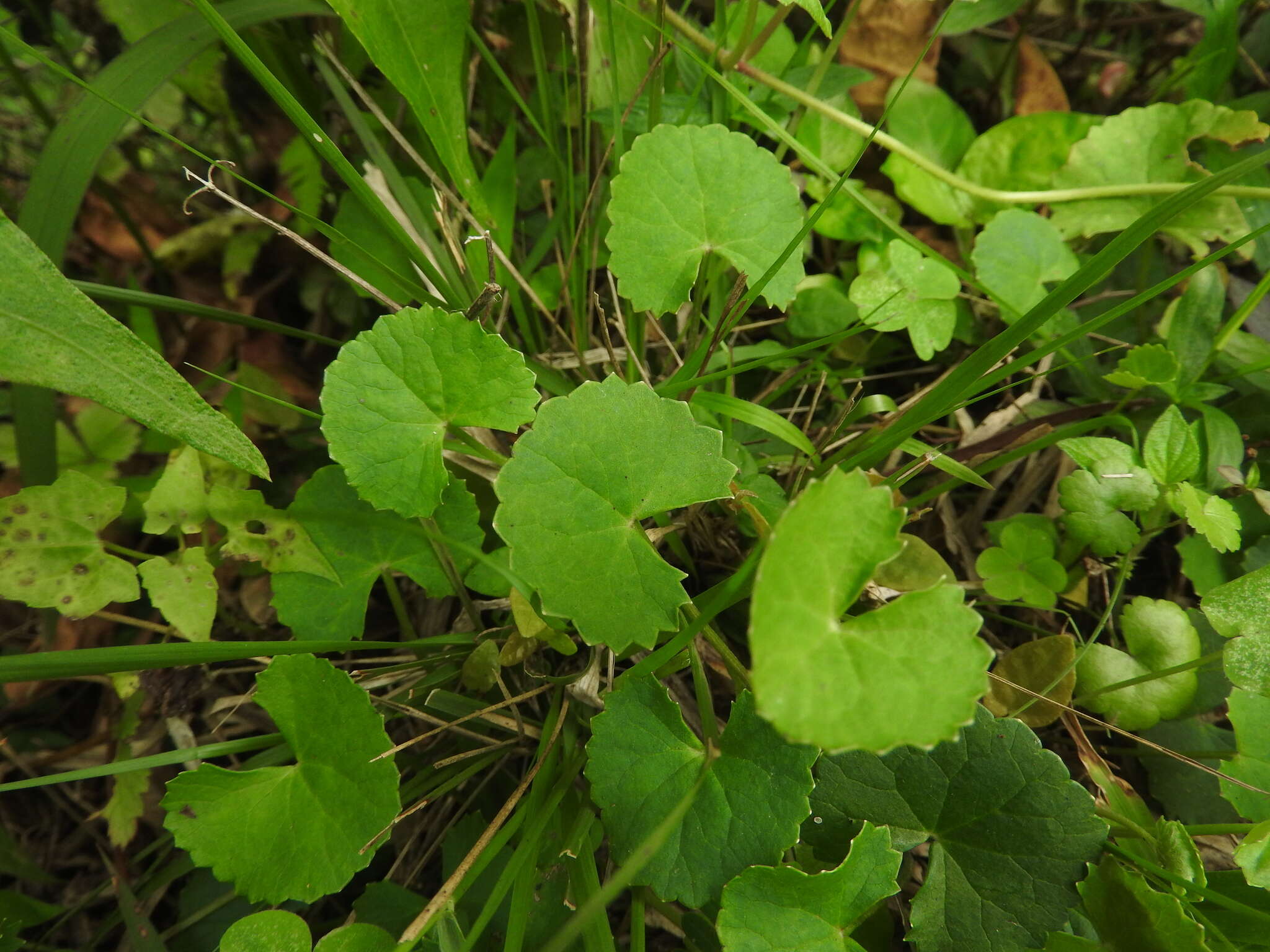 Image of Centella