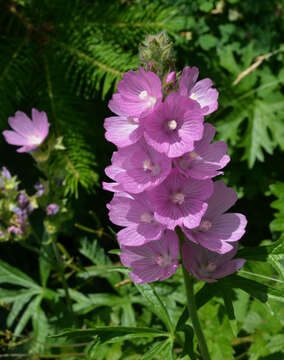 Image of bristlystem checkerbloom