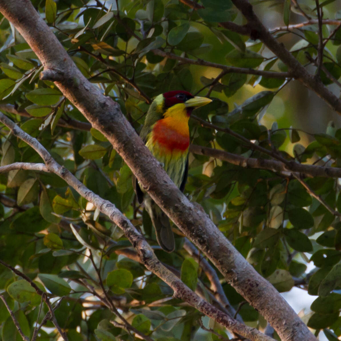 Image of Lemon-throated Barbet