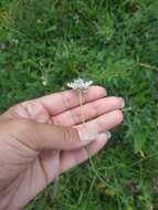 Image of Scabiosa praemontana Privalova