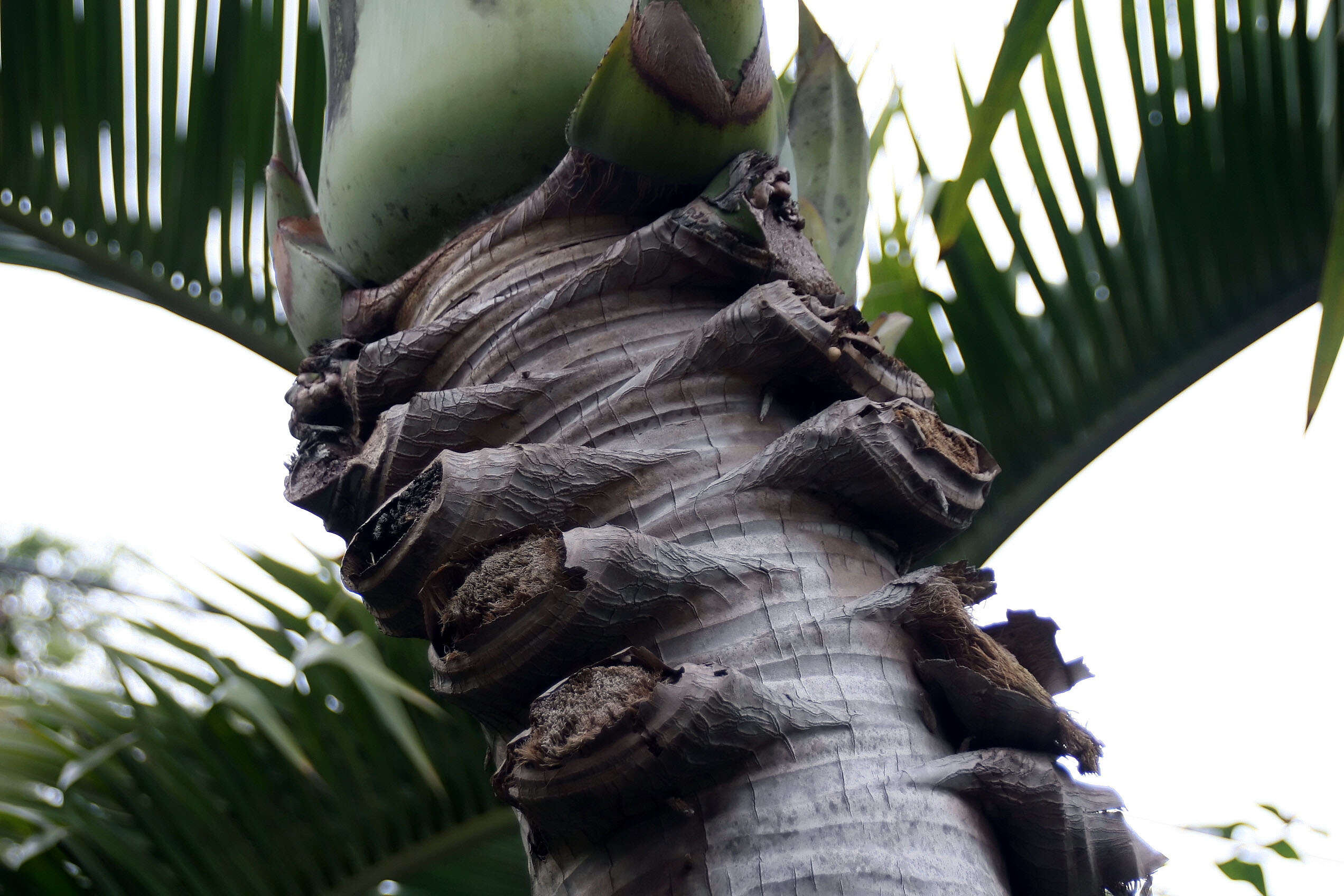 Image of Bottle Palm