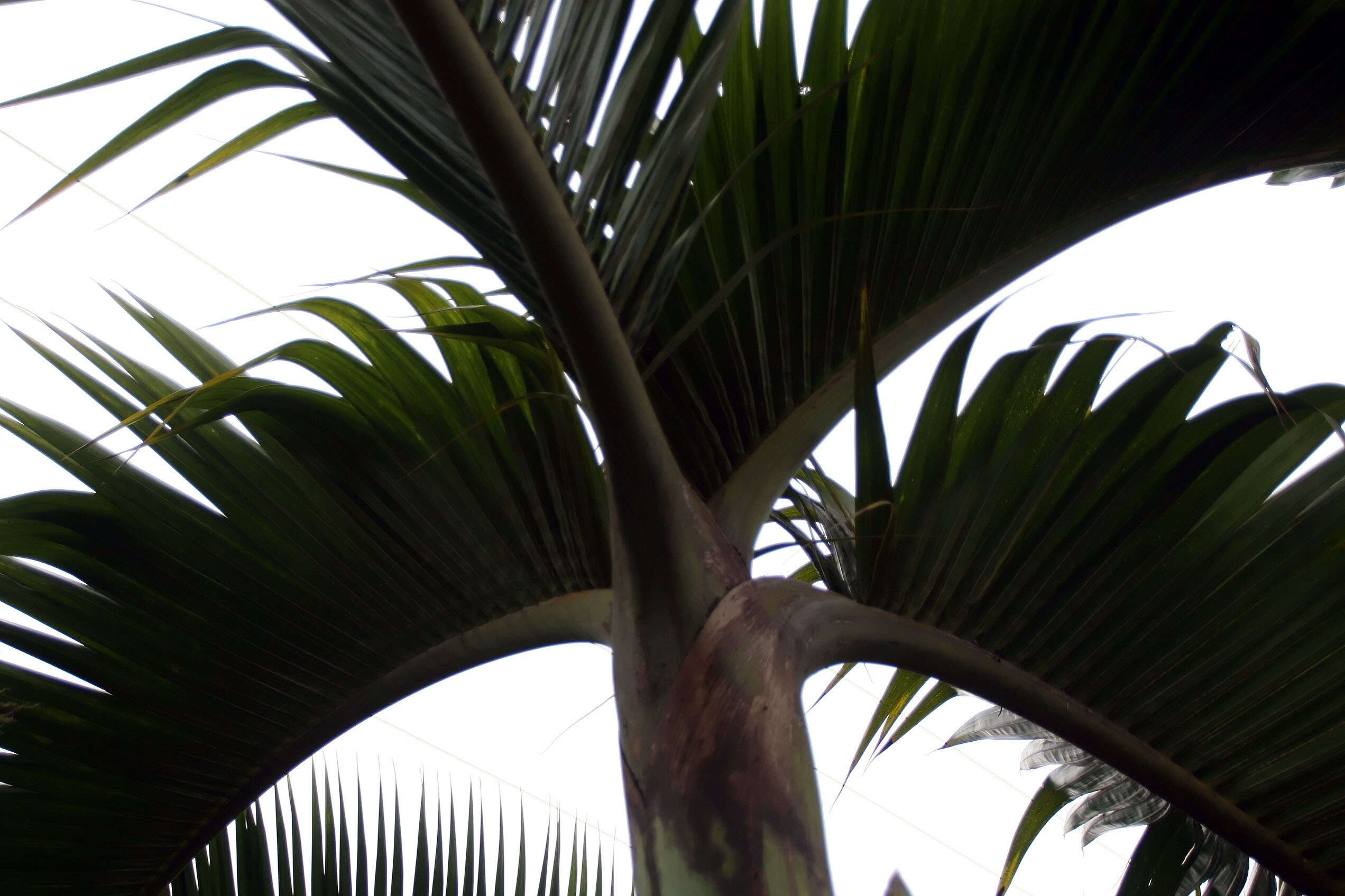 Image of Bottle Palm