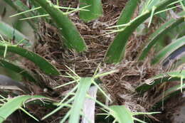 Image of pygmy date palm