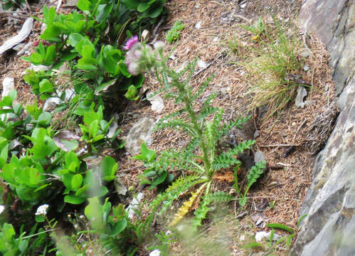 Image de Cirsium edule Nutt.