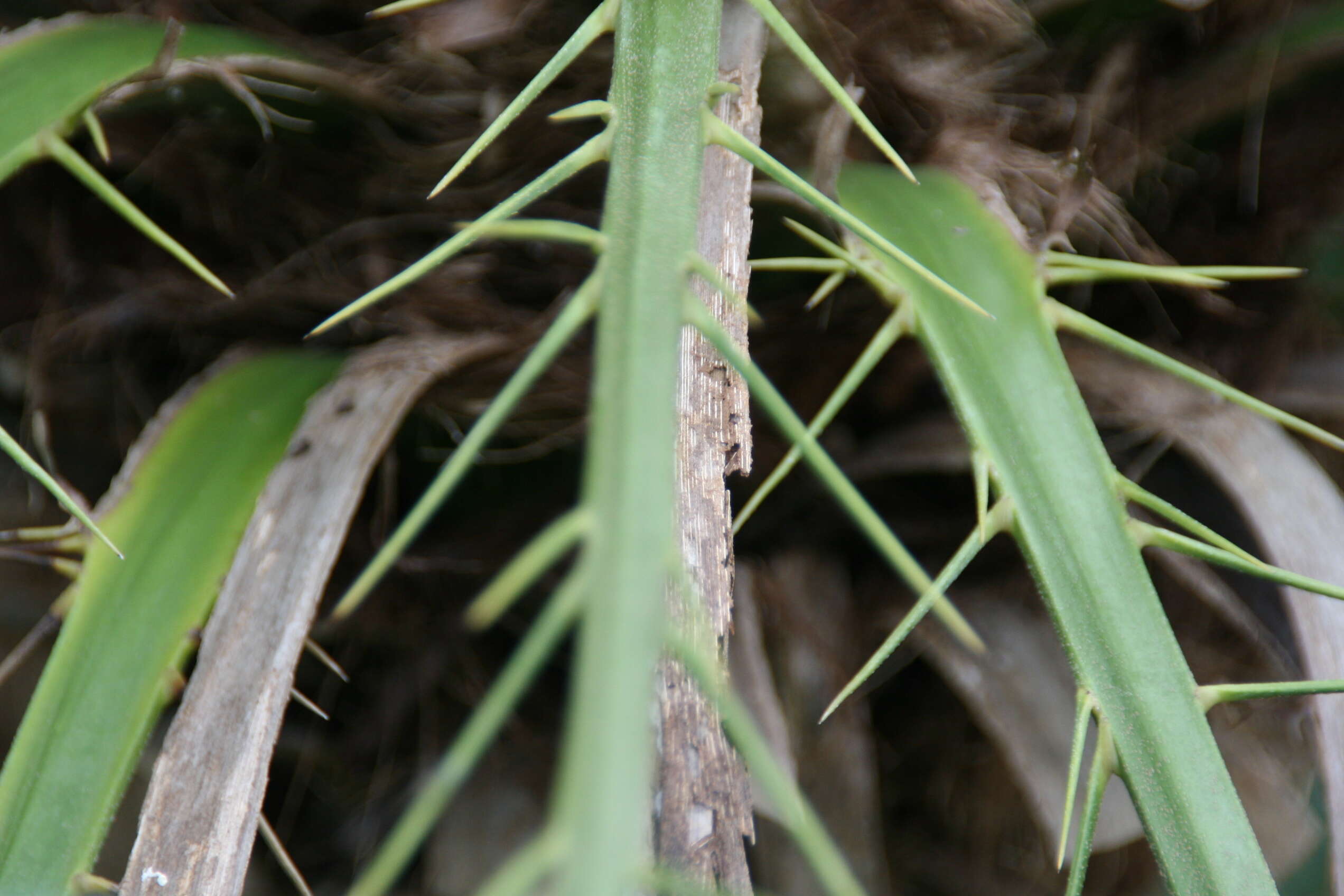 Image of pygmy date palm