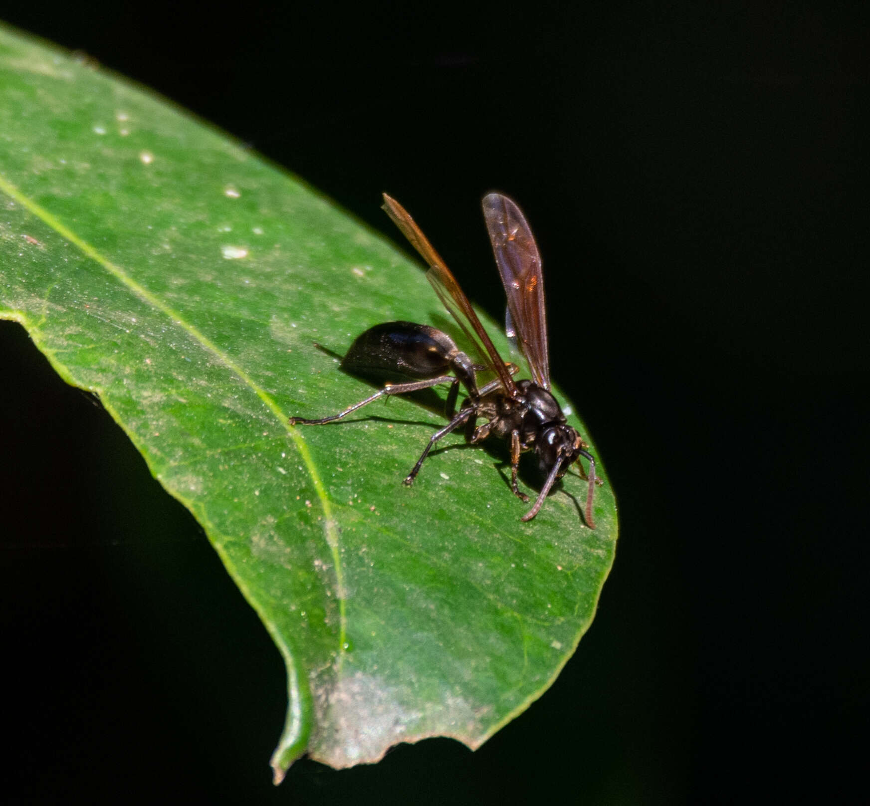 Слика од Agelaia angulata (Fabricius 1804)