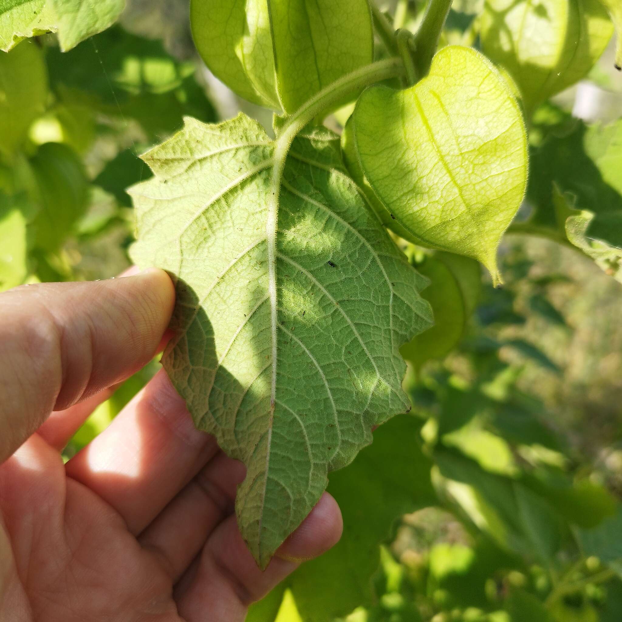 Plancia ëd Physalis nicandroides Schltdl.