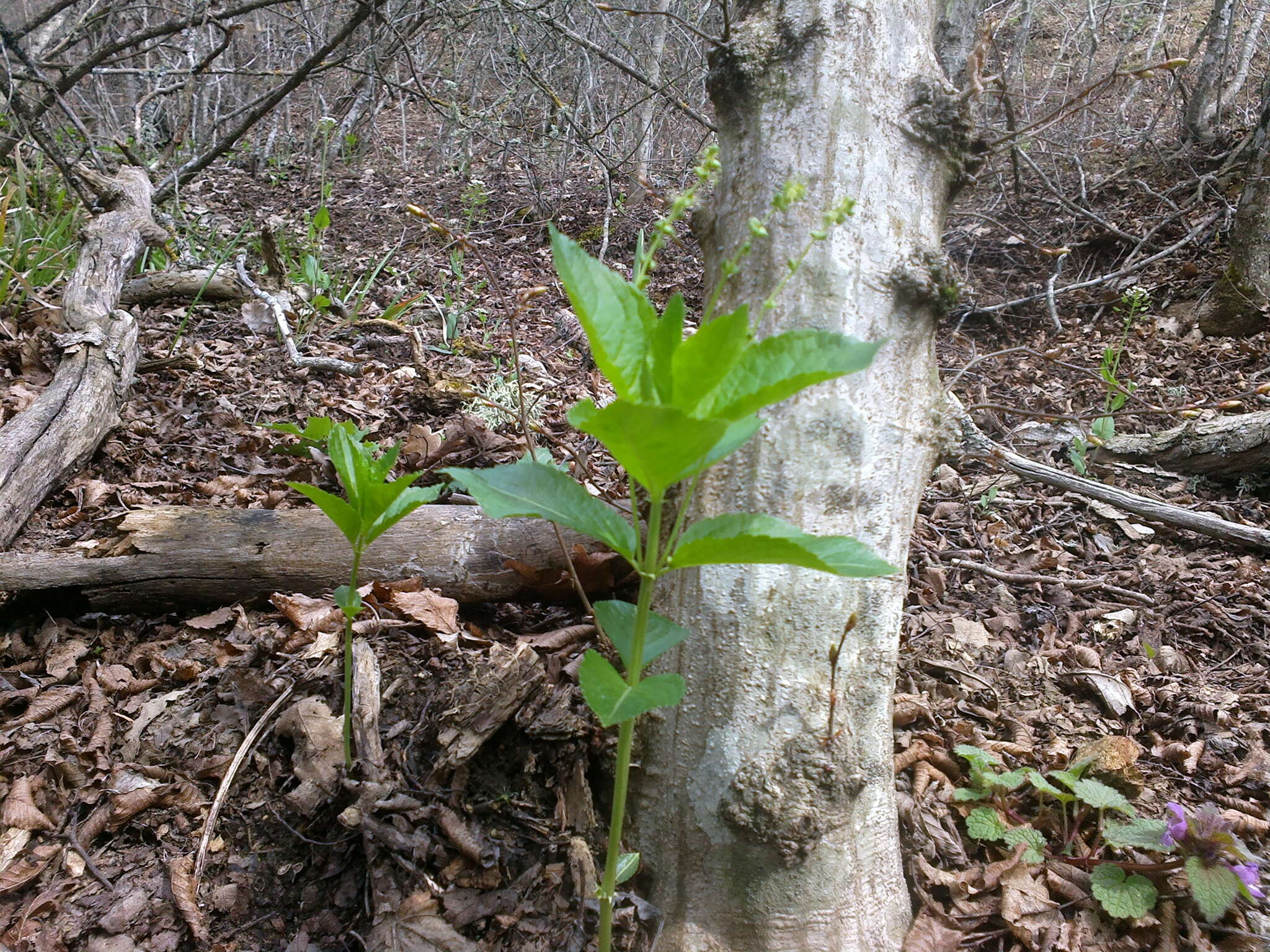 Image of Mercurialis paxii Graebn.