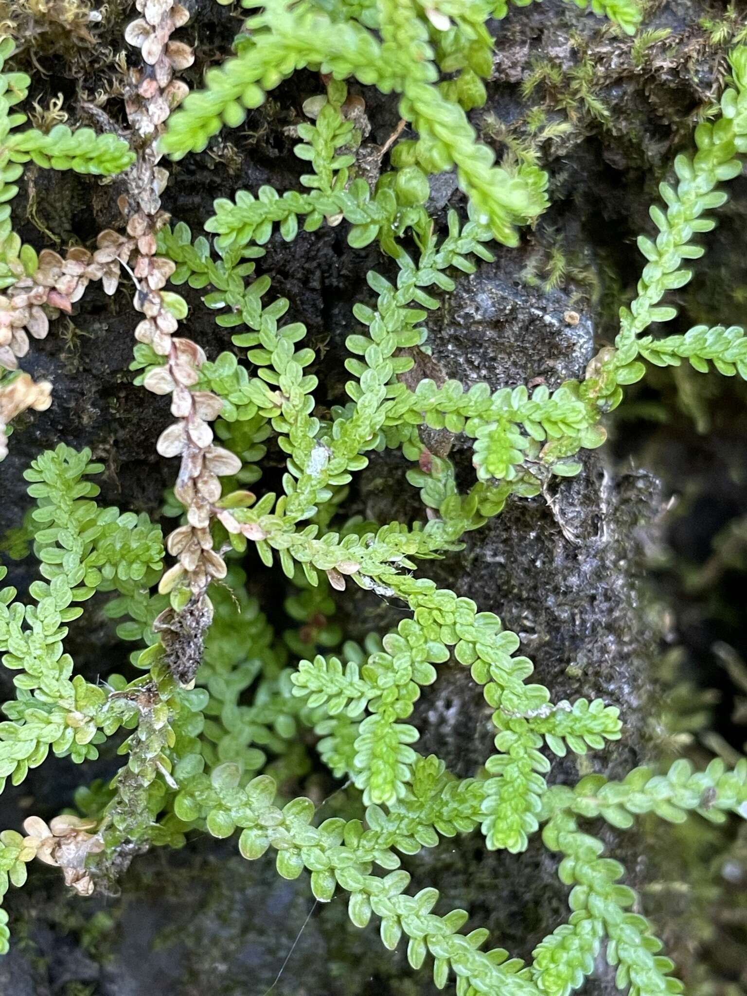 Image of Douglas' spikemoss