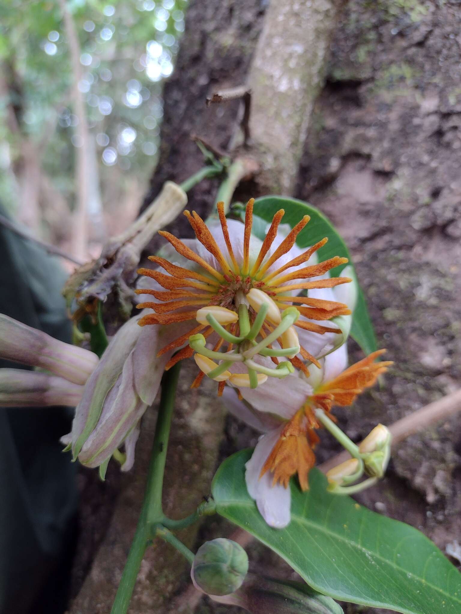 Passiflora cerradensis Sacco的圖片