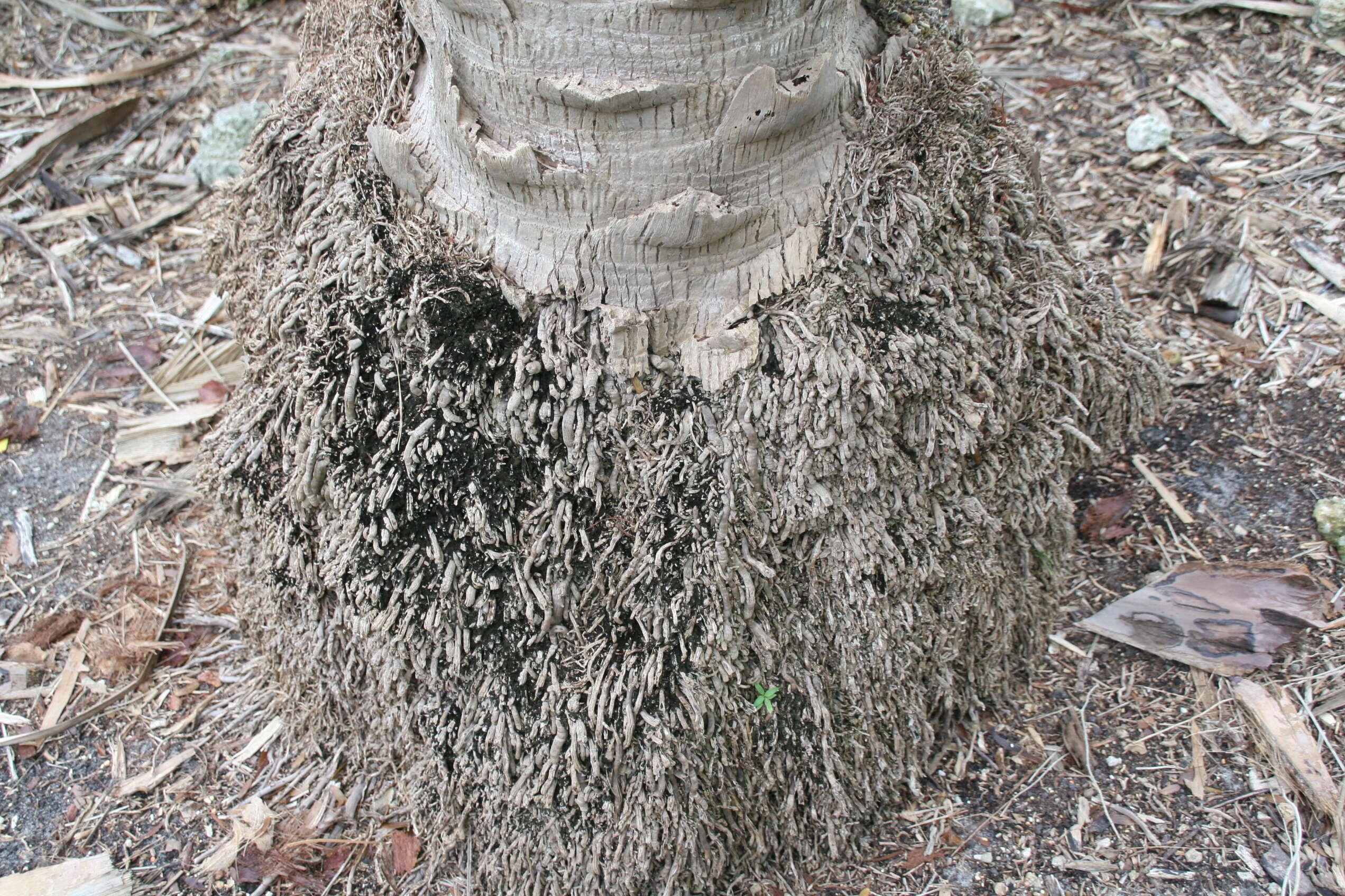 Image of Senegal date palm