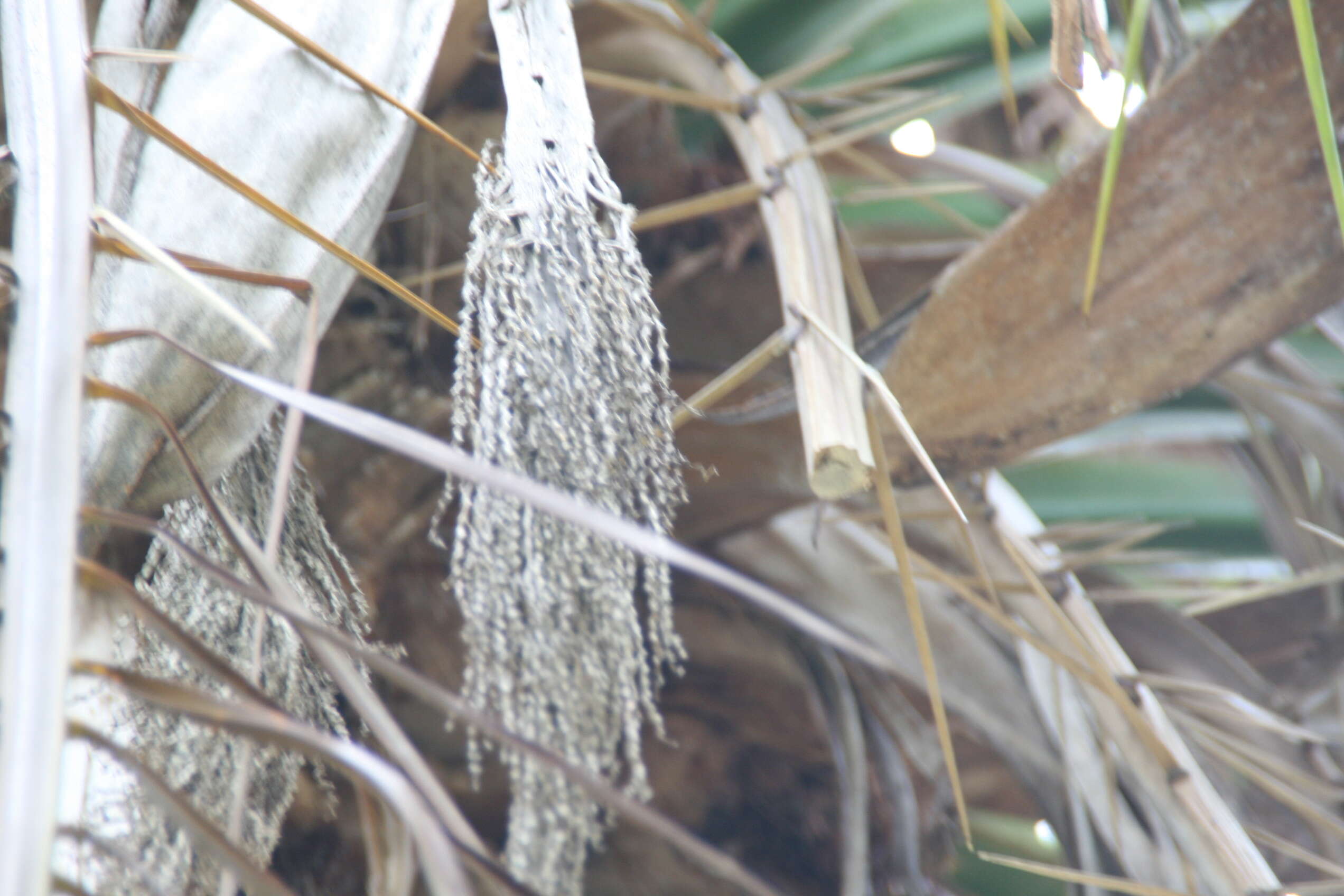 Image of Senegal date palm