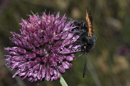 Image de Megascolia maculata (Drury 1773)