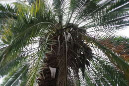 Image of Senegal date palm