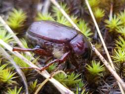 Image of Phyllophaga (Phyllophaga) anxia (Le Conte 1850)