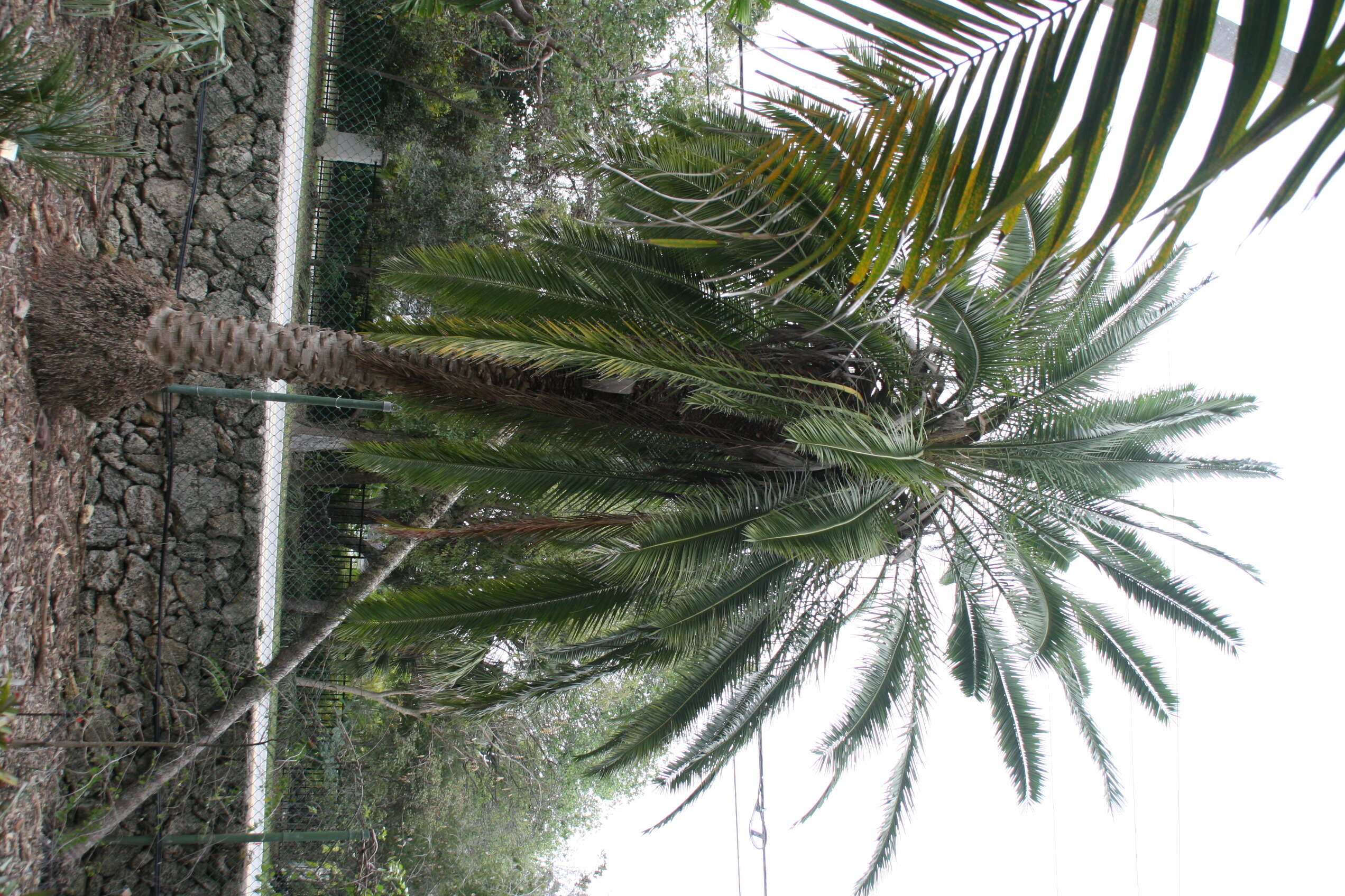 Image of Senegal date palm