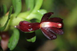 Image of Maxillaria dichaeoides D. E. Benn. & Christenson