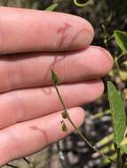 Image of downy milkpea