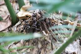 Image of Runde Cycad