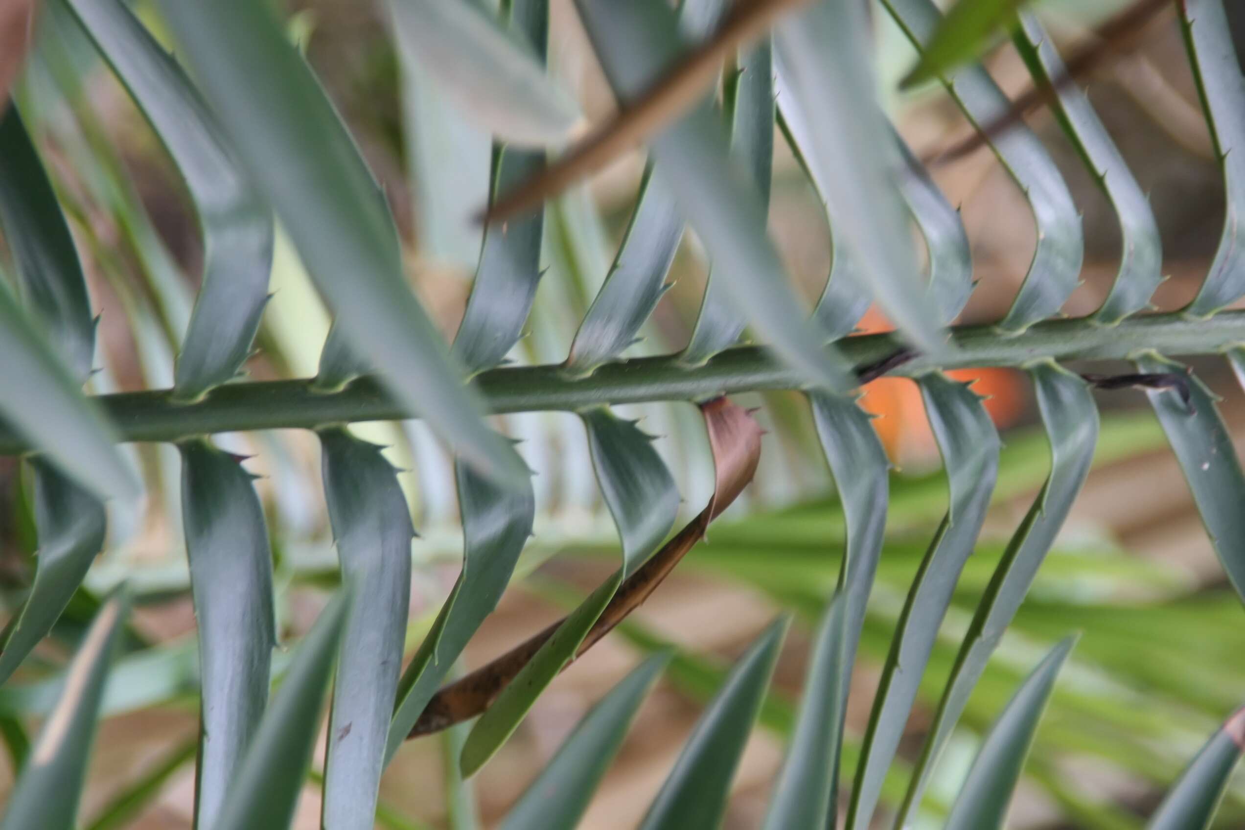 Image of Runde Cycad