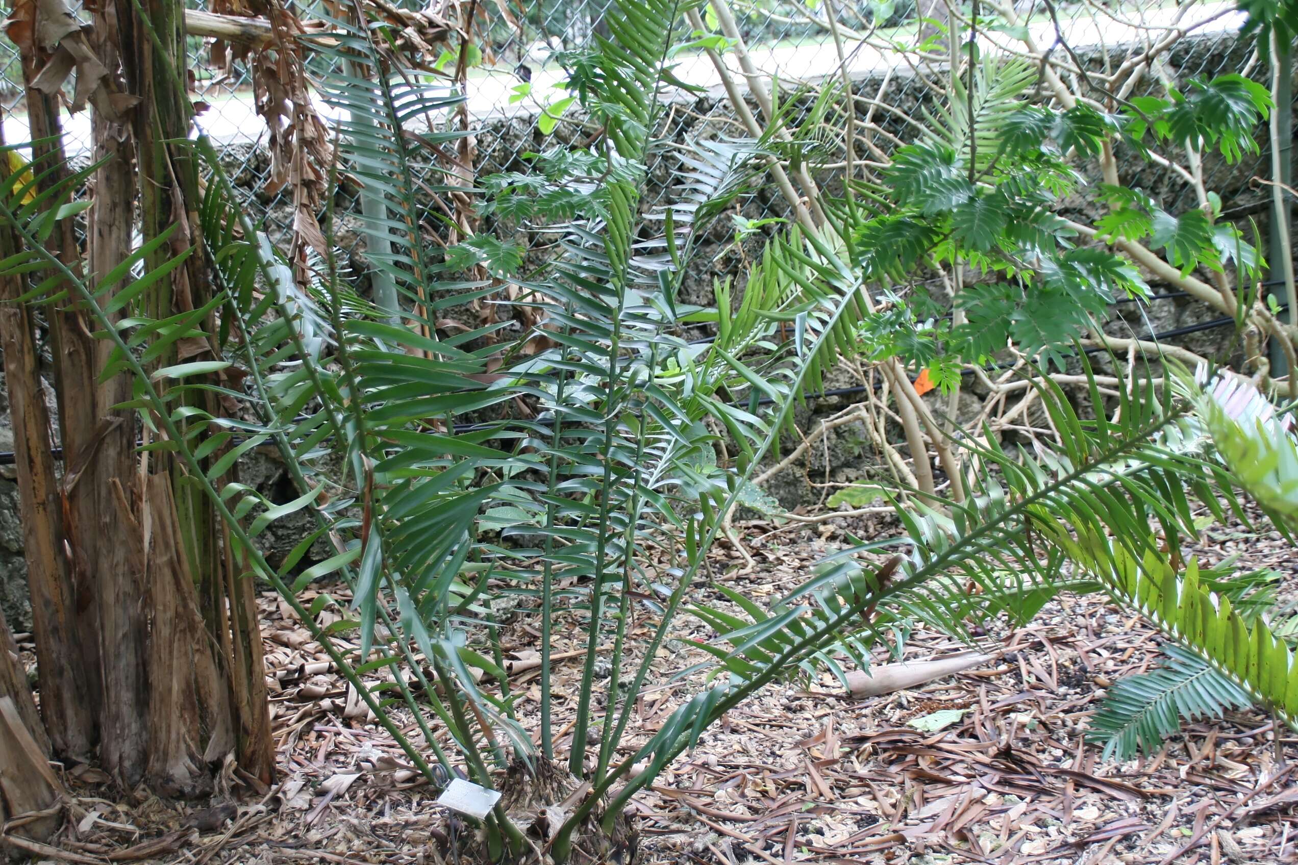 Image of Runde Cycad