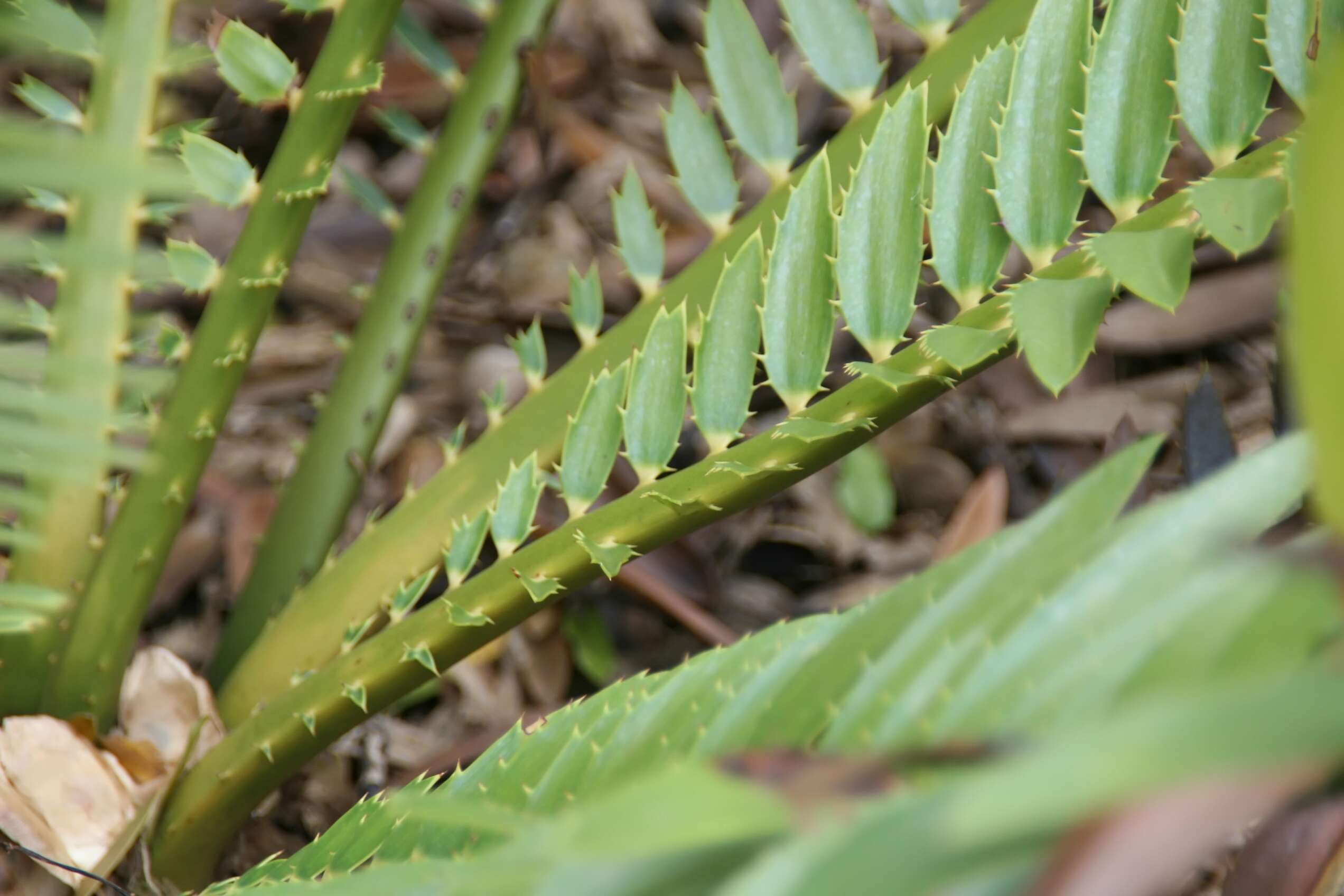 Image of Runde Cycad