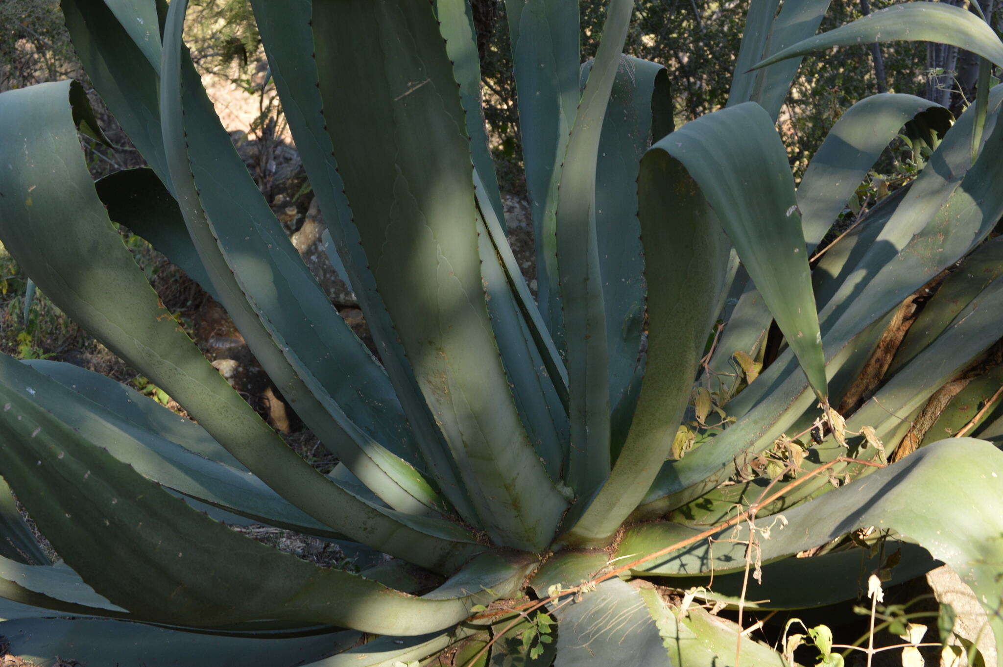 Sivun Agave hookeri Jacobi kuva