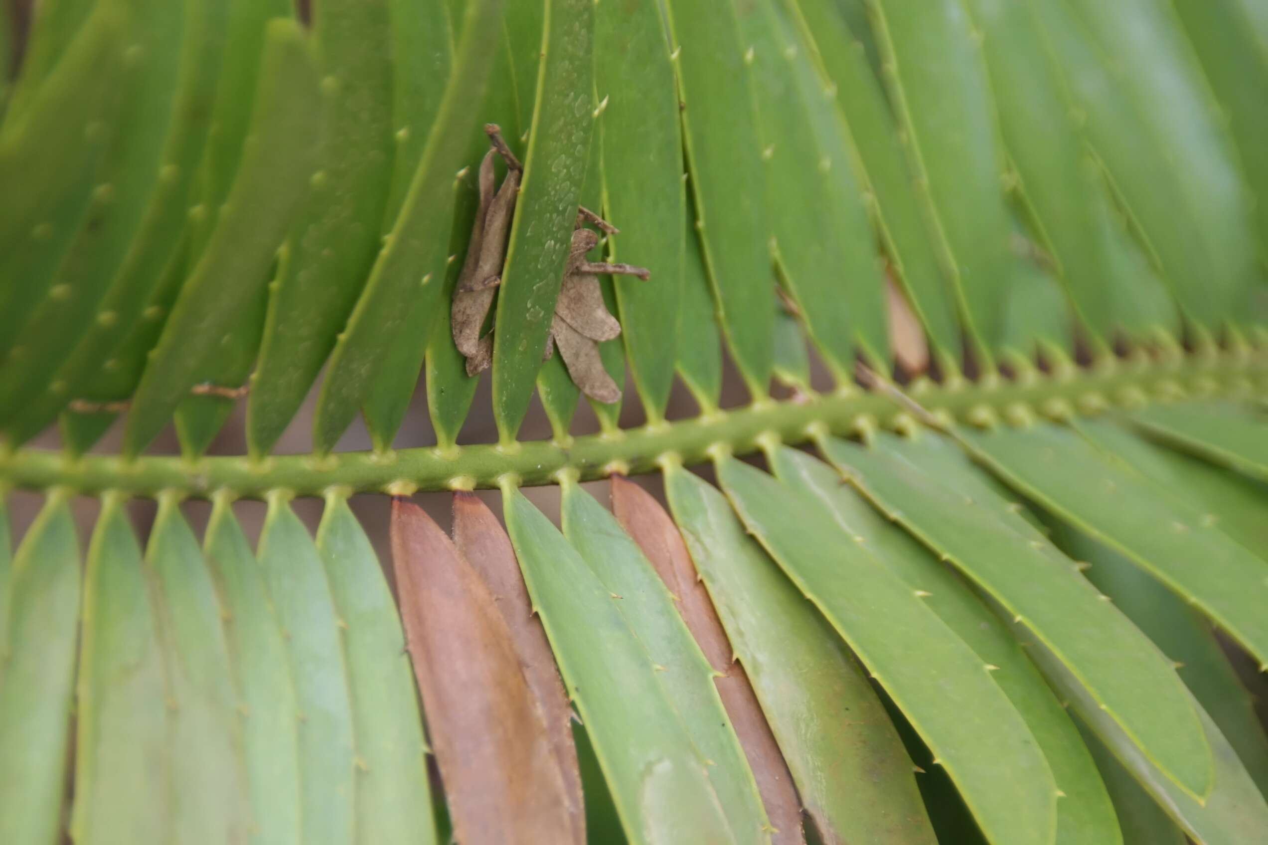 Image of Runde Cycad